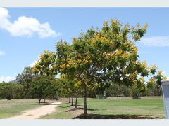 Peltophorum pterocarpum