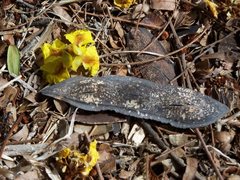 Peltophorum pterocarpum