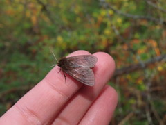 Phragmatobia assimilans