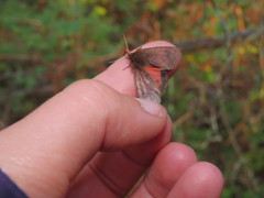 Phragmatobia assimilans