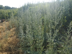 Artemisia sieversiana