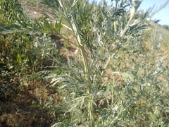 Artemisia sieversiana
