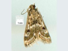 Araeomorpha