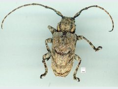 Menyllus maculicornis