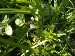 Gratiola officinalis