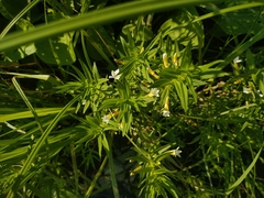 Gratiola officinalis