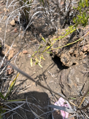 Silene hawaiiensis observed 2024-06-06