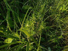Gratiola officinalis