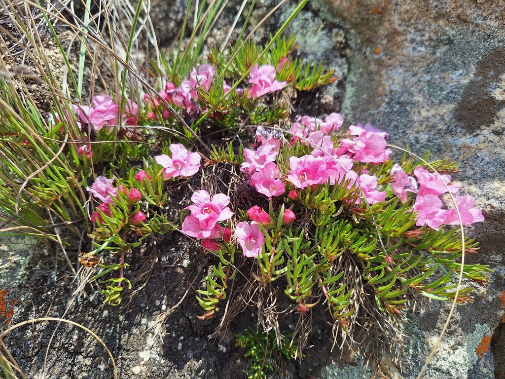 Graderia linearifolia