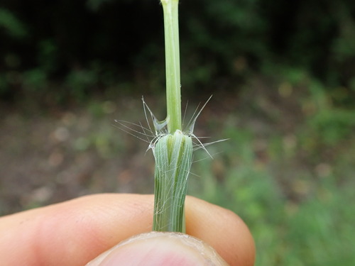 Image of Scented Top (Capillipedium spicigerum) by no rights reserved