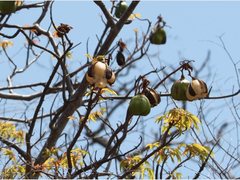 Cochlospermum gillivraei