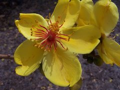 Cochlospermum gillivraei