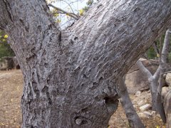 Cochlospermum gillivraei