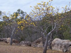 Cochlospermum gillivraei