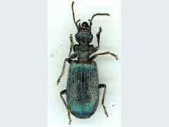 Helluosoma