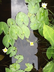 Nymphaea tetragona