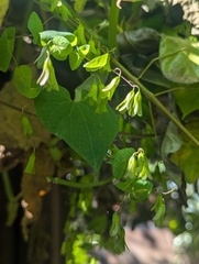 Dinetus racemosus, photograph (c) Sagnik Dutta Roy, some rights reserved (CC BY)