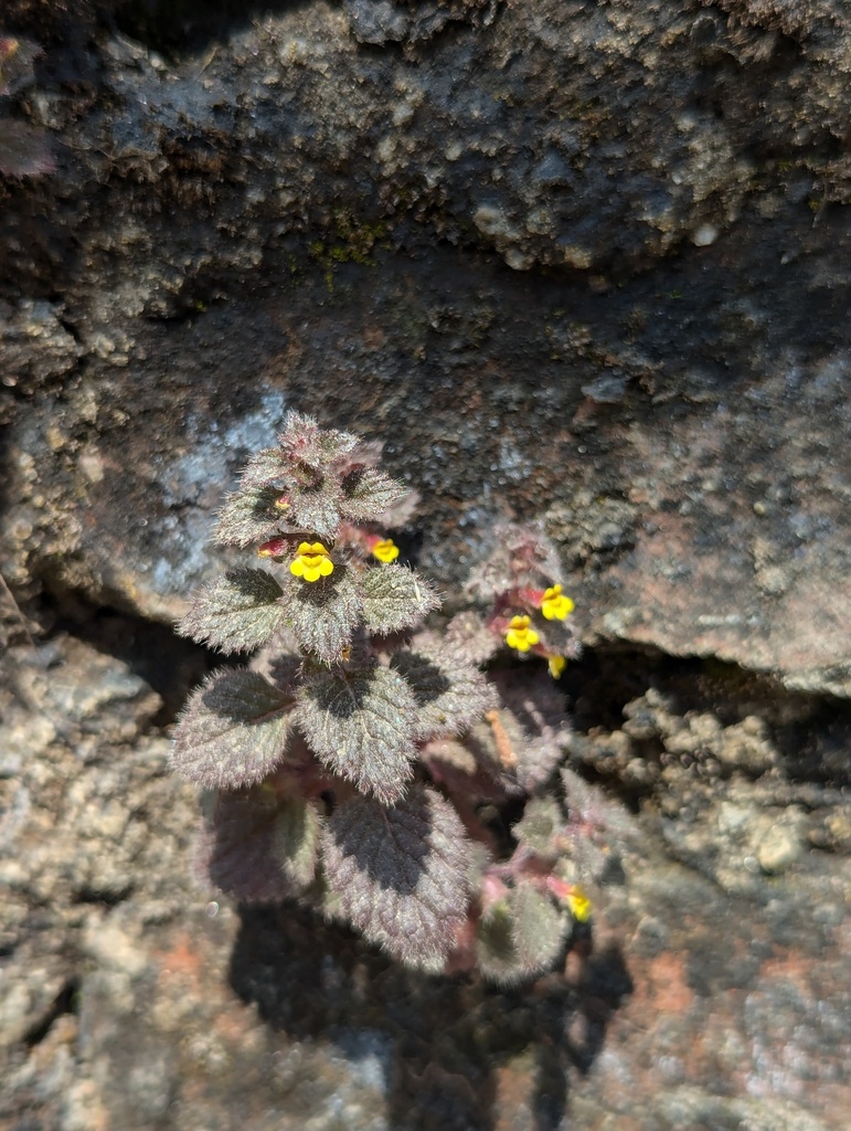 Lindenbergieae