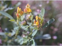 Crotalaria goreensis