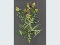 Crotalaria goreensis