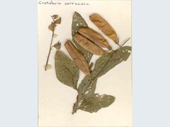 Crotalaria verrucosa