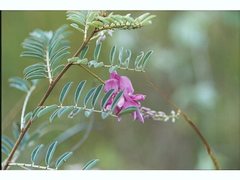 Indigofera brevidens