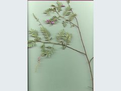 Indigofera brevidens