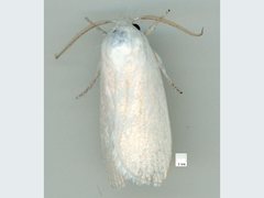 Cryptophasa panleuca