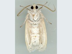 Cryptophasa panleuca