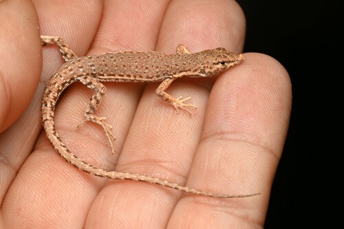Bernoulli’s Short-Nosed Desert Lizard, Mesalina bernoullii