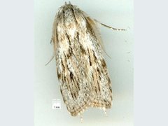 Cryptophasa phycidoides