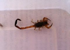 Reddyanus melanodactylus