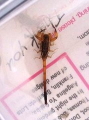 Reddyanus melanodactylus