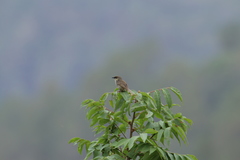 Prinia hodgsonii
