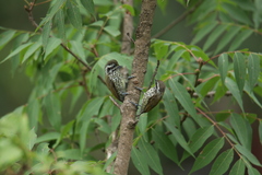 Picumnus innominatus