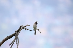 Pycnonotus leucogenys