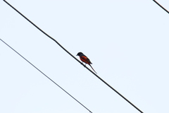 Pericrocotus ethologus