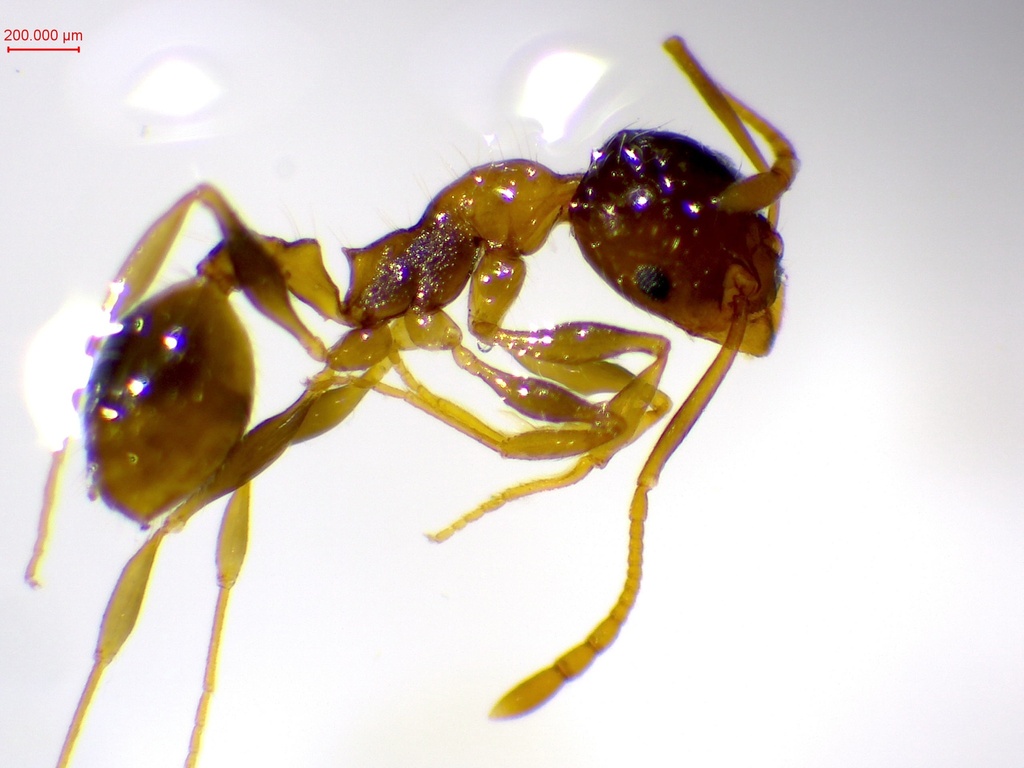 Leptothorax recedens