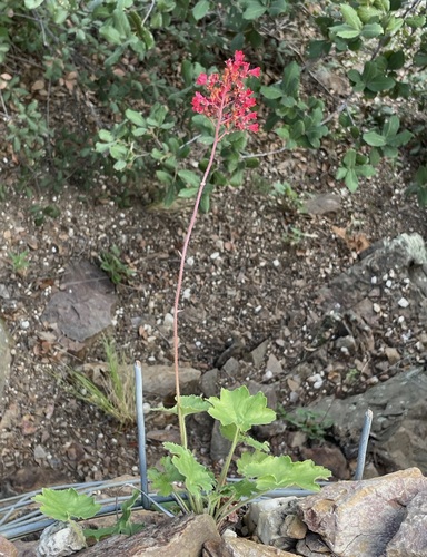 Heuchera sanguinea