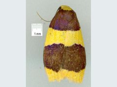 Heterallactis stenochrysa