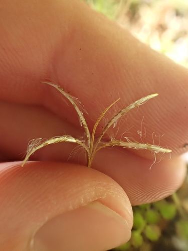 Image of Epilobium pedunculare by (c) Benjamin Lavin, some rights reserved (CC BY)