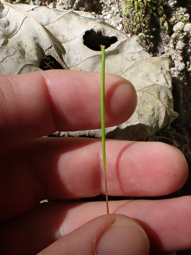 Image of Epilobium pedunculare by (c) Benjamin Lavin, some rights reserved (CC BY)