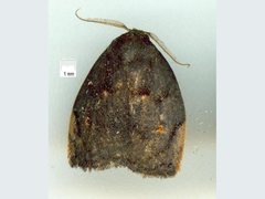Hemonia micrommata