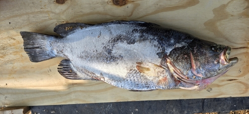 Pacific tripletail (Lobotes pacificus) — Lobotidae — 3