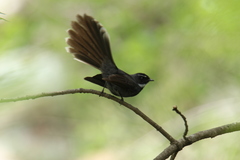 Rhipidura albicollis