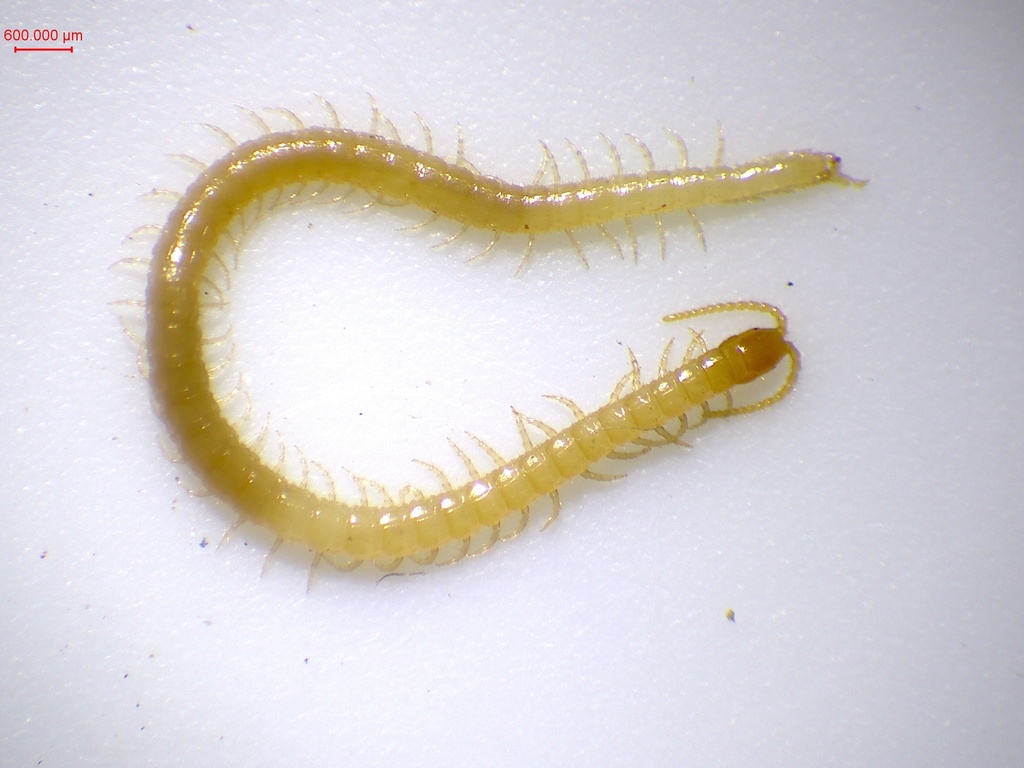 Schendyla mediterranea