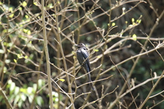 Dicrurus leucophaeus