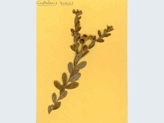 Crotalaria brevis