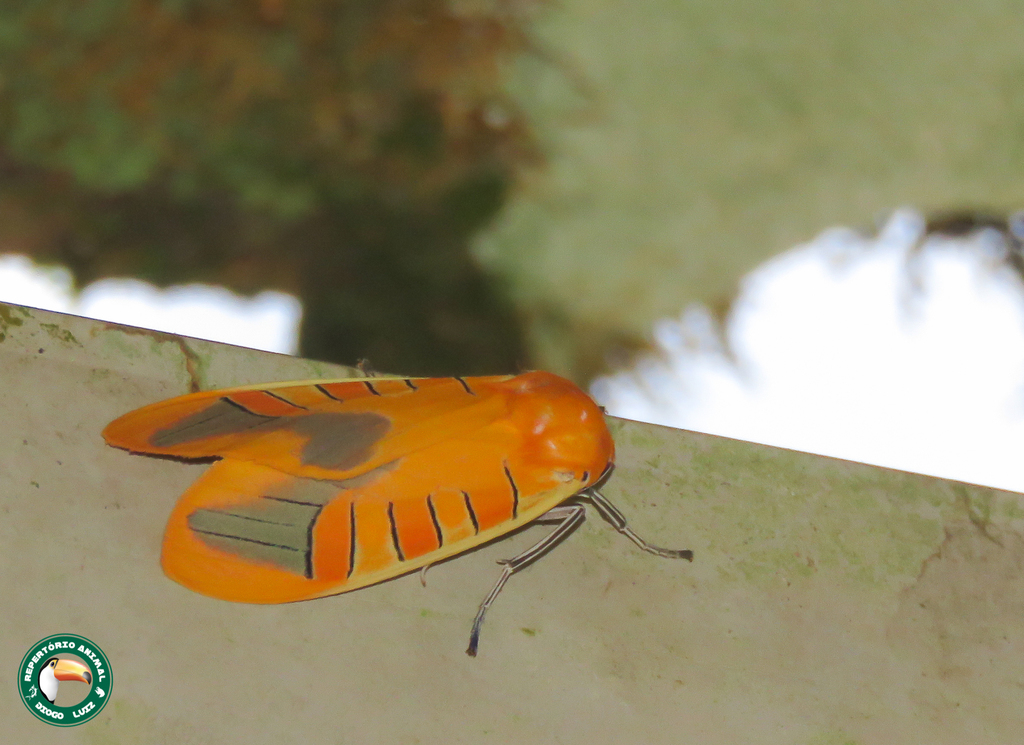 Gorgonidia garleppi
