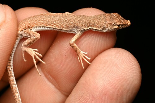 Blanford's Short-nosed Desert Lizard